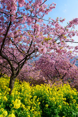 Fototapeta premium 神奈川 松田山 河津桜と菜の花