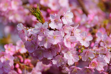 河津桜