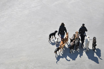 Walking dogs in the city