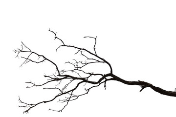 Obraz premium Dead branches , Silhouette dead tree or dry tree on white background with clipping path.