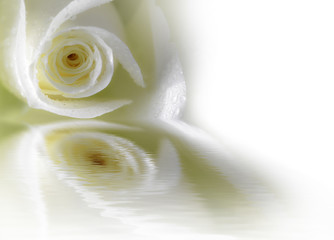rose reflected in water isolated on a white background.