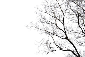 Dead branches , Silhouette dead tree or dry tree on white background with clipping path.