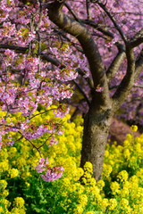 神奈川　松田山　河津桜と菜の花