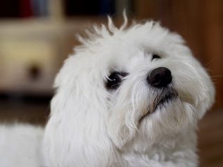Bichon maltese
