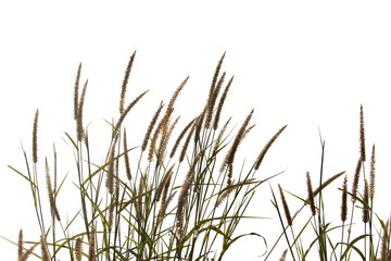 Grass flower isolate on white background.