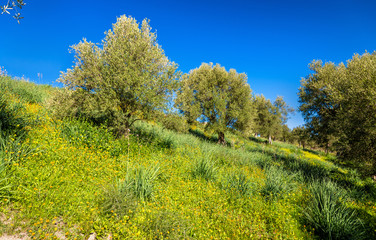 Nature at the Volubilis site in Morocco