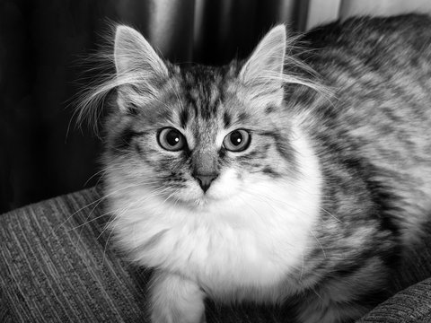 Fluffy Grey Cat portrait black and white closeup