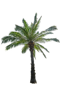 Palm tree isolated on white background