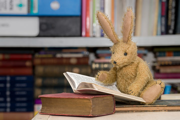Rabbit reading books, child's reading, learning concept