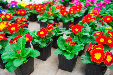 Rows of colorful primulas in a greenhouse