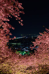 神奈川　松田山　河津桜と足柄平野の夜景