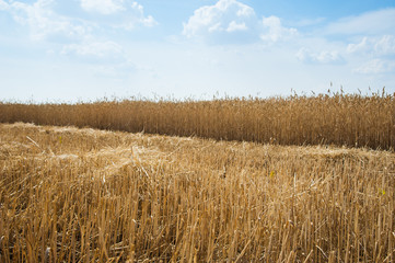 Gold wheat field