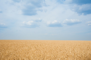 Gold wheat field