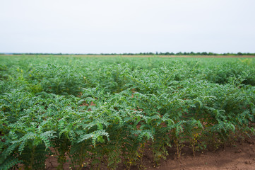 Fototapeta na wymiar Chickpea crop field