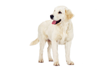 Golden Retriever looking