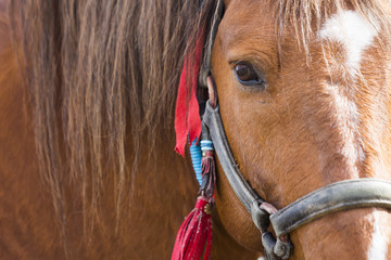 Horse head close-up