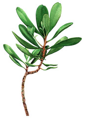 Watercolor painting green leave isolated on white background. Watercolor hand painted illustration. Green .leaf pattern ,wallpaper or textile detail or closeup brush stroke texture. Hi resolution.