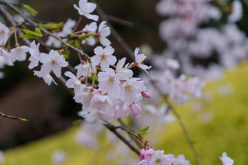 Obraz premium 東京 小石川後楽園 シダレザクラ