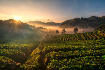 Obraz premium Background blur light morning with fog floating 