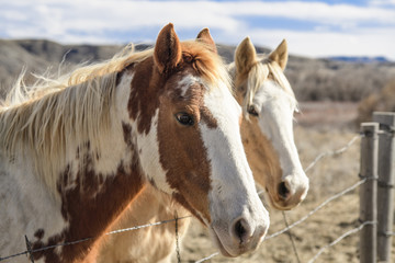 Obraz na płótnie Canvas Horses in Montana