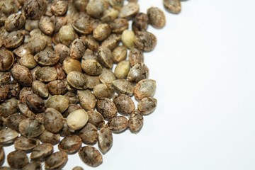 Detail photo of marijuana seeds pile on white background