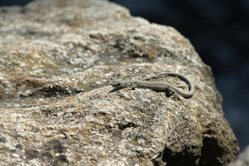 Lézard des murailles sur une roche