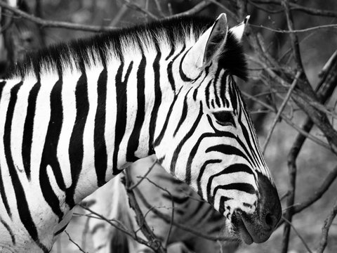 Prifile close-up shot of wild zebra in black and white, Etosha National Park, Namibia, Africa.