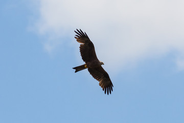 Schwarzmilan an der M&uuml;ritz