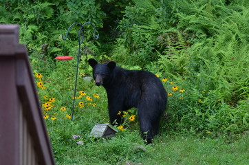 Naklejka premium Bear Food