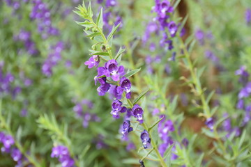Obraz premium Little colourful flowers