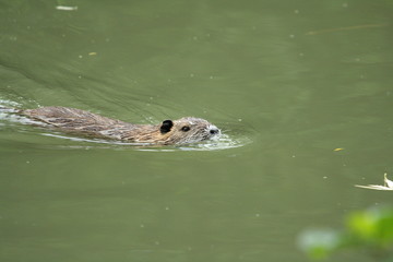 Fototapeta premium Ragondin, Myocastor coypus