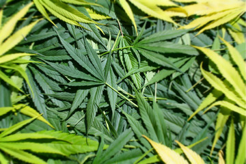 Zoom blur marijuana leaves texture background image