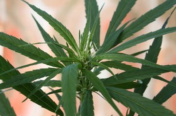 Marijuana cannabis green grass ganja plant detail photo
