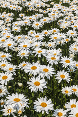 Field of daisies on a sunny summer day