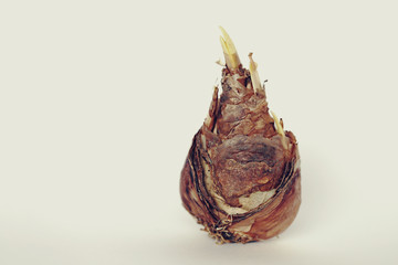 bulb of  narcissus on a light background