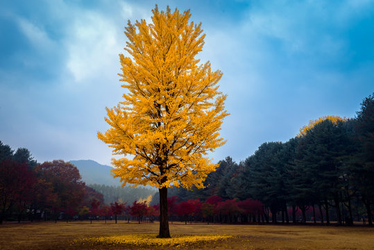The leaves change color during  autumn Nami Island in  Korea.