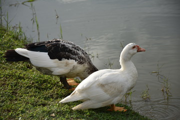 Black and white geese couple