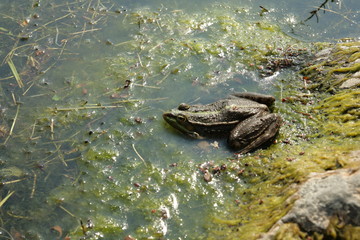Grenouille verte, Rana