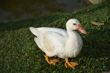 White Geese