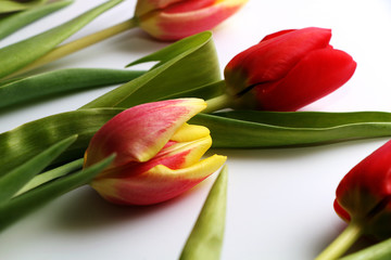 Beautiful bouquet of fresh red and yellow tulips on a white background