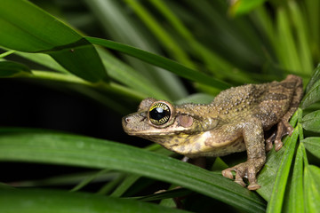 Osteocephalus taurinus. A treefrog from the Amazon rain forest  
