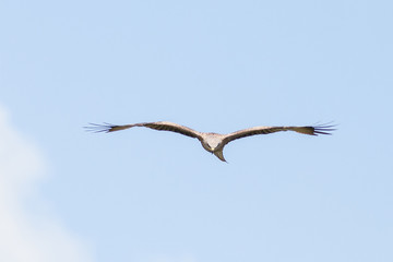 Schwarzmilan an der Müritz