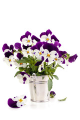Naklejka premium Spring flowers. Purple pansies.