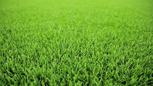 Grass field. Close-up, horizontal slider shot