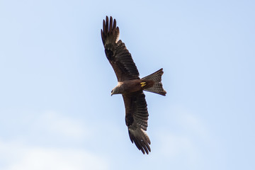Schwarzmilan an der Müritz