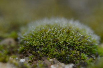 Tautropfen im Moos