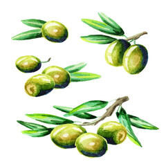 Olive set. Watercolor