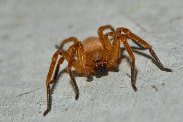 spider