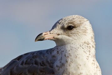Amazing isolated image of a beautiful gull