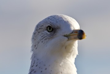 Amazing portrait of a cute beautiful gull
